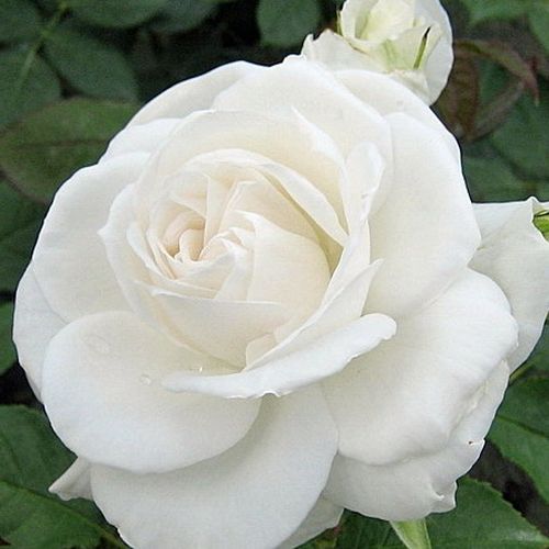 E-commerce, vendita, rose, in, vaso rose ibridi di tea - bianco - Rosa Annapurna™ - rosa intensamente profumata - Francois Dorieux II. - ,-